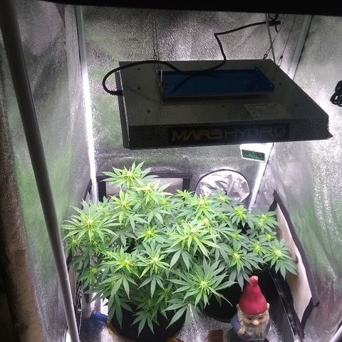 Girl Scout Cookies XTRM growlog timeline photo
