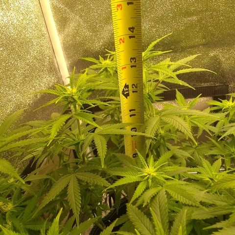 Girl Scout Cookies XTRM growlog timeline photo