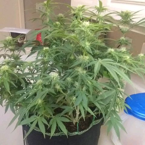 Girl Scout Cookies XTRM growlog timeline photo