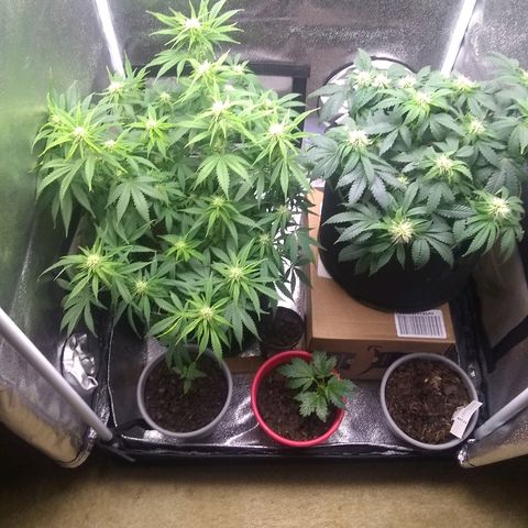 Girl Scout Cookies XTRM growlog timeline photo
