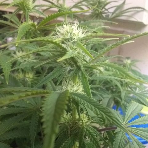 Girl Scout Cookies XTRM growlog timeline photo