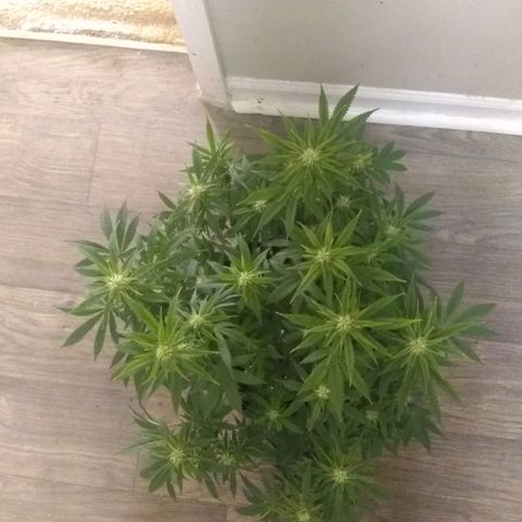 Girl Scout Cookies XTRM growlog timeline photo