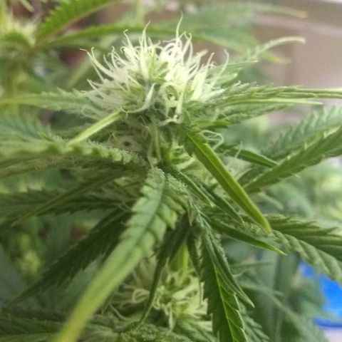 Girl Scout Cookies XTRM growlog timeline photo