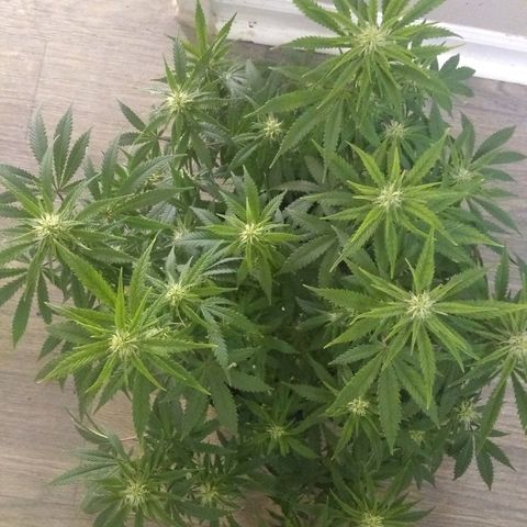 Girl Scout Cookies XTRM growlog timeline photo