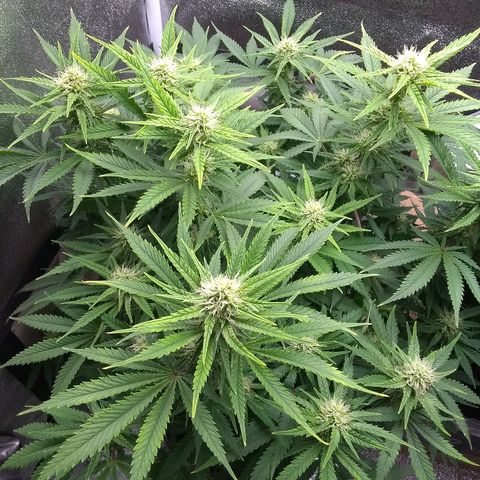 Girl Scout Cookies XTRM growlog timeline photo