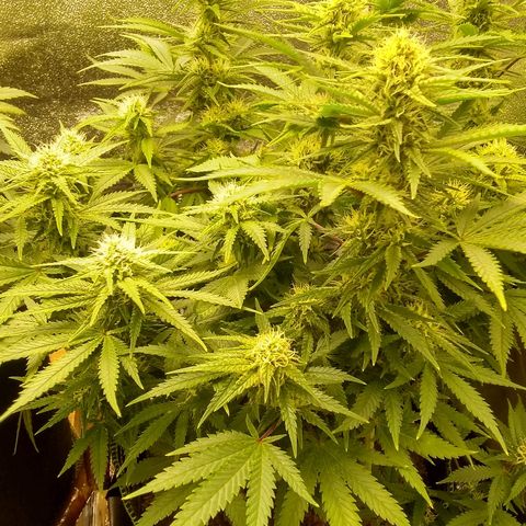 Girl Scout Cookies XTRM growlog timeline photo