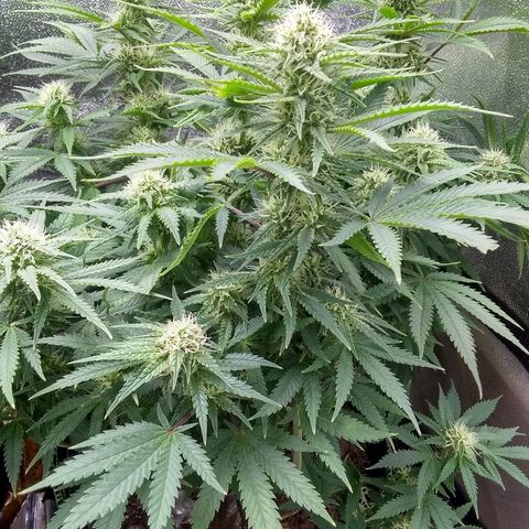 Girl Scout Cookies XTRM growlog timeline photo