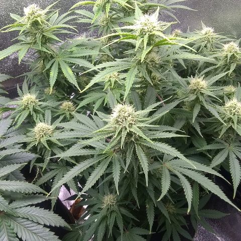 Girl Scout Cookies XTRM growlog timeline photo