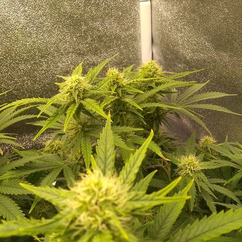 Girl Scout Cookies XTRM growlog timeline photo
