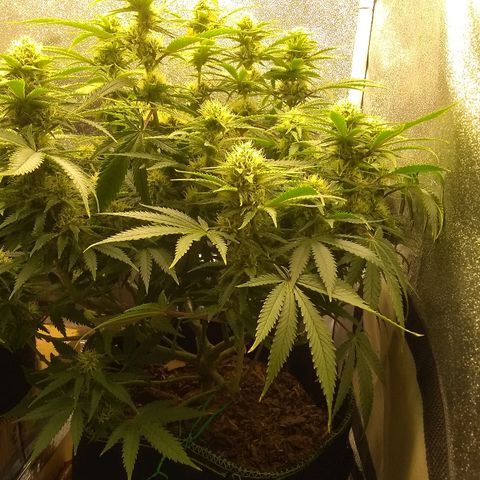 Girl Scout Cookies XTRM growlog timeline photo