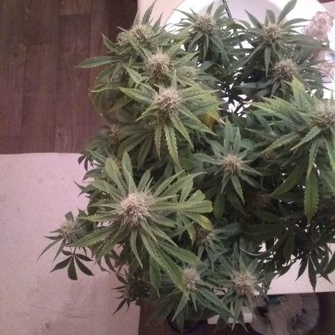 Girl Scout Cookies XTRM growlog timeline photo