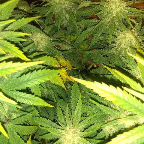 Girl Scout Cookies XTRM growlog photo: Sad b4 feeding