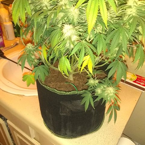 Girl Scout Cookies XTRM growlog photo: B4 feeding