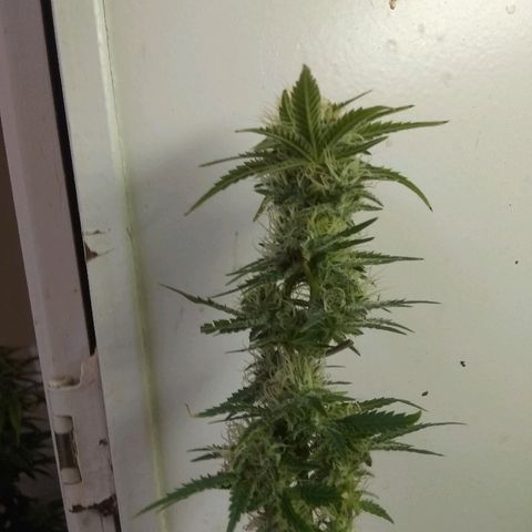 Girl Scout Cookies XTRM growlog photo: It seems like it's eating itself leaves are turning yellow and dying.cut off some lower sites to dry and test.last feeding only water from here