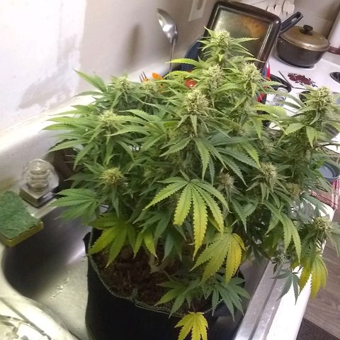 Girl Scout Cookies XTRM growlog photo: It seems like it's eating itself leaves are turning yellow and dying.cut off some lower sites to dry and test.last feeding only water from here