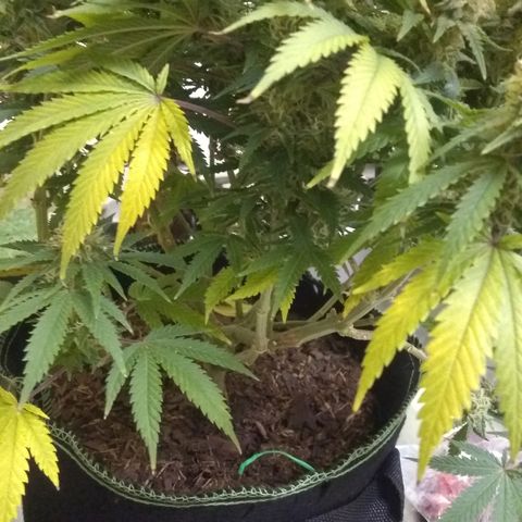 Girl Scout Cookies XTRM growlog photo: It seems like it's eating itself leaves are turning yellow and dying.cut off some lower sites to dry and test.last feeding only water from here