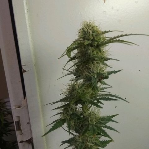 Girl Scout Cookies XTRM growlog photo: It seems like it's eating itself leaves are turning yellow and dying.cut off some lower sites to dry and test.last feeding only water from here