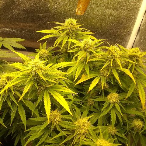 Girl Scout Cookies XTRM growlog photo: It seems like it's eating itself leaves are turning yellow and dying.cut off some lower sites to dry and test.last feeding only water from here