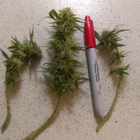Girl Scout Cookies XTRM growlog photo: It seems like it's eating itself leaves are turning yellow and dying.cut off some lower sites to dry and test.last feeding only water from here