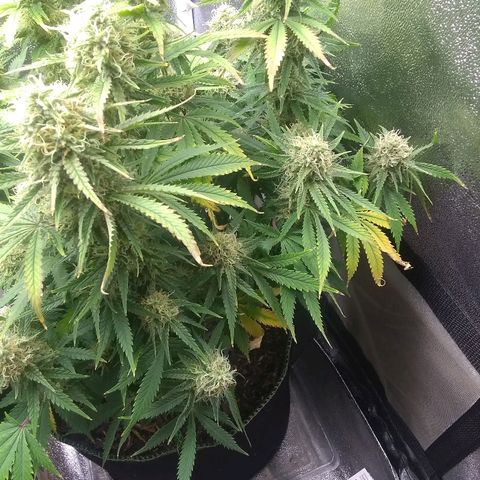 Girl Scout Cookies XTRM growlog timeline photo