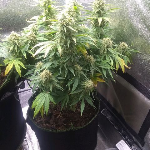 Girl Scout Cookies XTRM growlog timeline photo