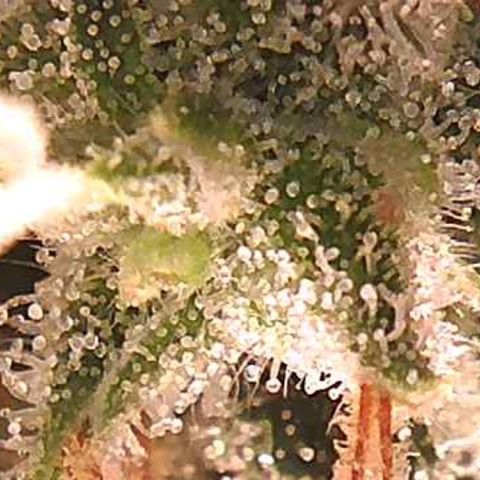 Girl Scout Cookies XTRM growlog photo: 1st time ever checking trichomes