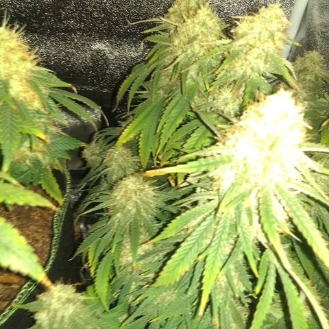 Girl Scout Cookies XTRM growlog timeline photo