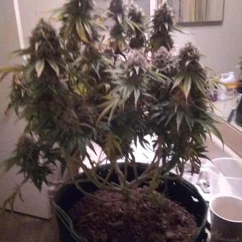 Girl Scout Cookies XTRM growlog photo: 2 days of darkness