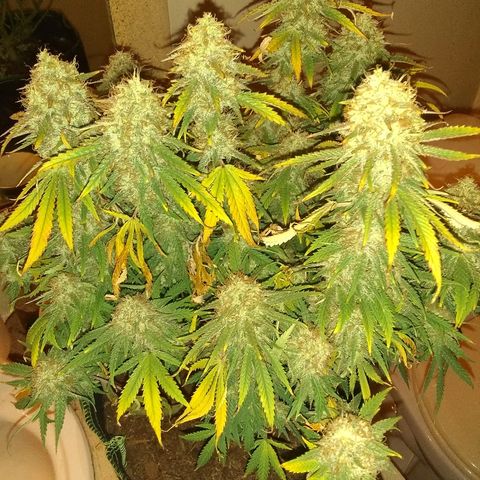 Girl Scout Cookies XTRM growlog photo: B4 2 days darkness