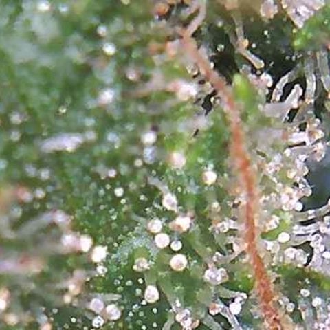 Girl Scout Cookies XTRM growlog photo: B4 2 days darkness