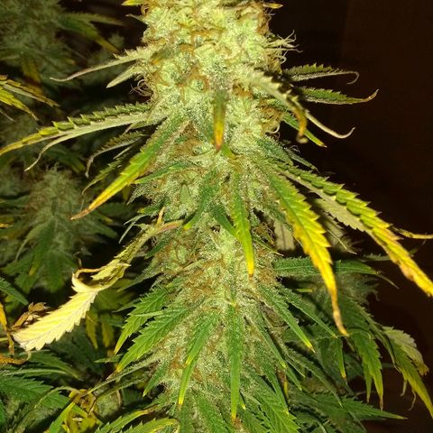 Girl Scout Cookies XTRM growlog photo: B4 2 days darkness