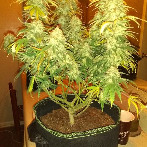 Girl Scout Cookies XTRM growlog photo: B4 2 days darkness