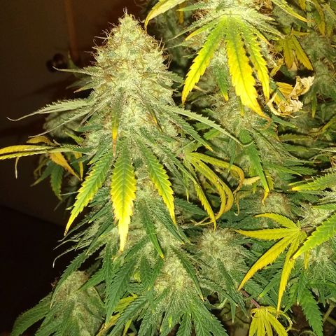Girl Scout Cookies XTRM growlog photo: B4 2 days darkness
