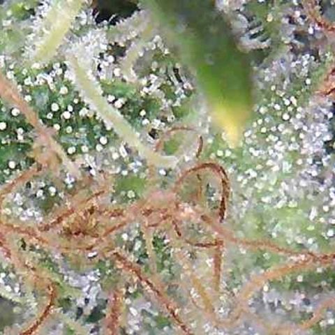 Girl Scout Cookies XTRM growlog photo: B4 2 days darkness