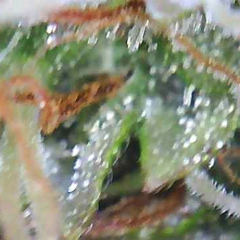Girl Scout Cookies XTRM growlog photo: B4 2 days darkness