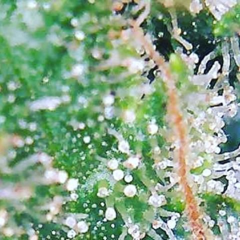 Girl Scout Cookies XTRM growlog photo: B4 2 days darkness