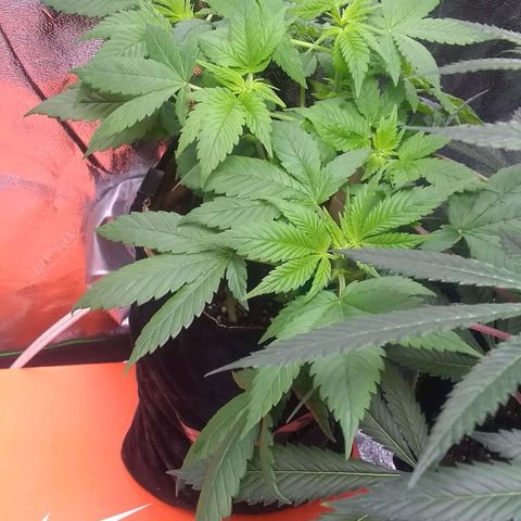 Spit cherry punch #2 growlog timeline photo
