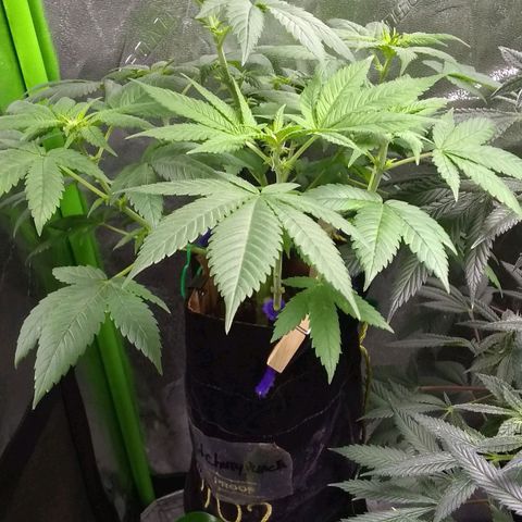Spit cherry punch #2 growlog photo: Flower 🌼 started