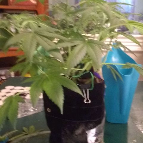 Spit cherry punch #2 growlog timeline photo