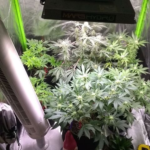 😷Purple Ferrari growlog timeline photo