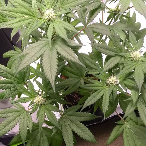 Spit cherry punch #2 growlog timeline photo