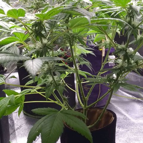Spit cherry punch #2 growlog timeline photo