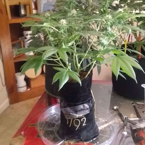 Spit cherry punch #2 growlog timeline photo