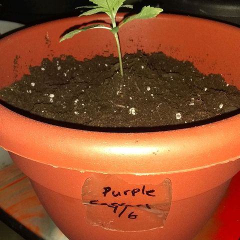 😷Purple Ferrari growlog timeline photo
