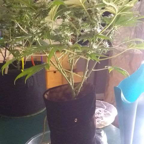 Spit cherry punch #2 growlog timeline photo