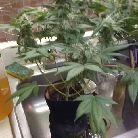 Spit cherry punch #2 growlog timeline photo
