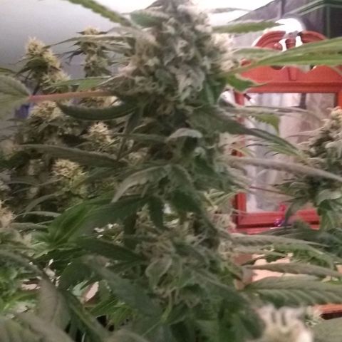 Spit cherry punch #2 growlog timeline photo