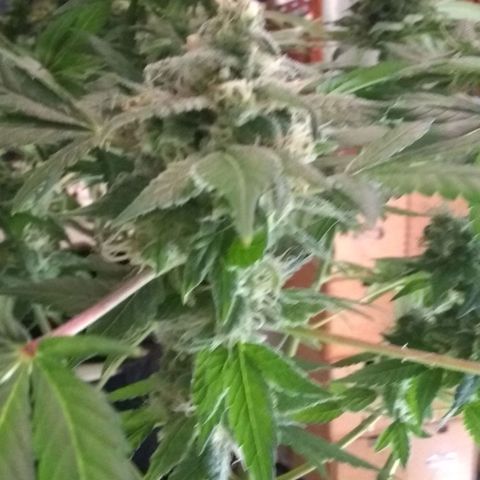 Spit cherry punch #2 growlog timeline photo