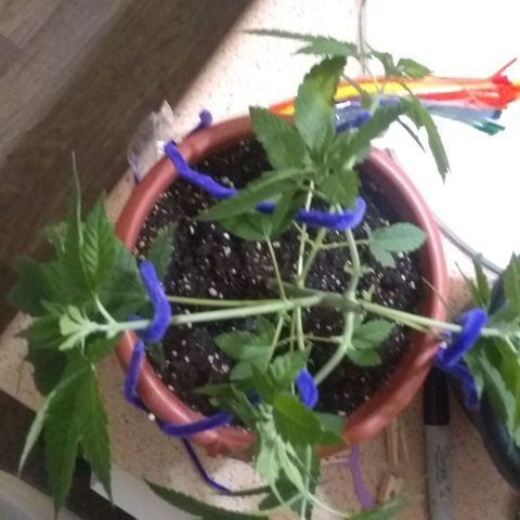 😷Purple Ferrari growlog timeline photo