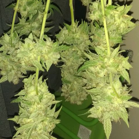 Spit cherry punch #2 growlog timeline photo